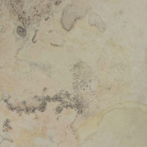 Indian-Autumn-600×600